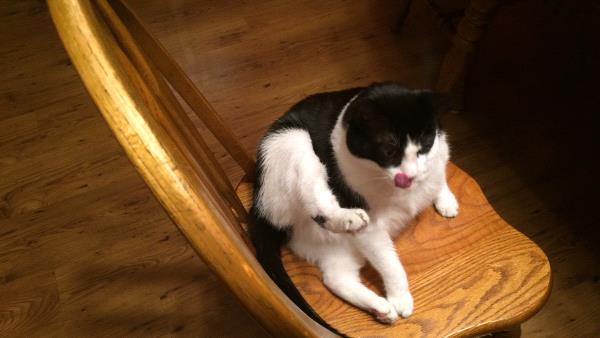 /Images/uploads/Cat Welfare Association/catwelfare2019calendarcontest/entries/6925thumb.jpg